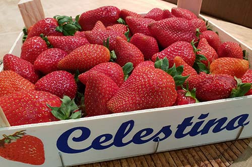 fresas frutería rosarito - barrio de prosperidad - mercado de prosperidad